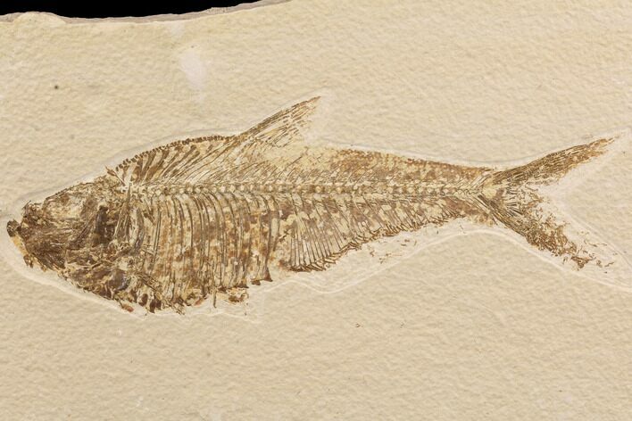 Diplomystus Fossil Fish - Wyoming #91577